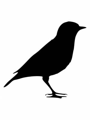 Трафареты Канарейки