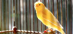 Канарейка