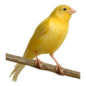 Канарейка, самец в интернет зоомагазине guppi