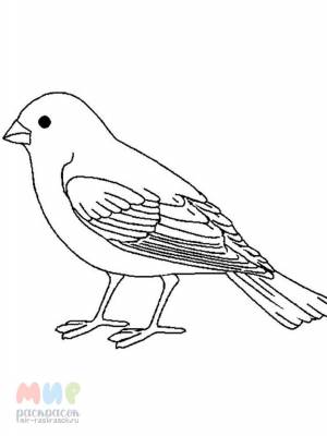 Канарейка раскраска для детей