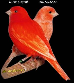 Шиммель  интенсив? Правила скрещивания