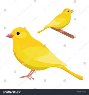 Иллюстрация вектора канарейки на белом фоне