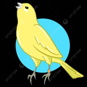 канарейка PNG , канарейка PNG , птица пнг, бурунг кенари PNG картинки и пнг рисунок для й загрузки