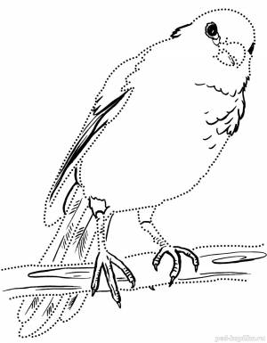 Раскраски птица