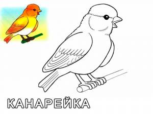 Раскраски домашние птицы и их птенцы