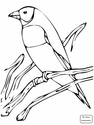 Канарейка раскраска для детей