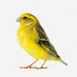 канарейка птица белый фон PNG , канарейка, птица, животное PNG картинки и пнг PSD рисунок для й загрузки