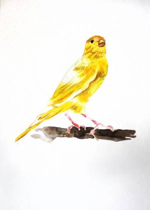 Канарейка рисунок