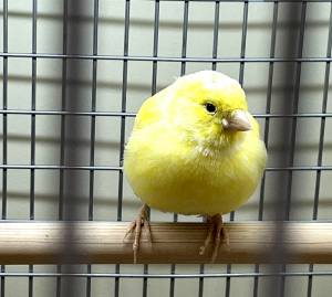 Канарейка желтая