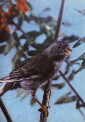 Канарейки [1974 Глазунов М