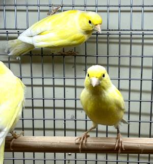 Канарейка желтая