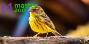 Канарейка Содержание в домашних условиях