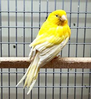Канарейка желтая