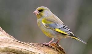 КАНАРЕЙКА ᐈ Фото и описание ✓