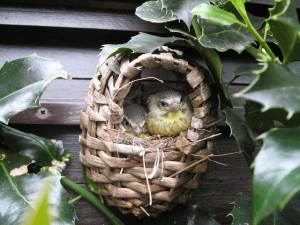 Разведение канареек