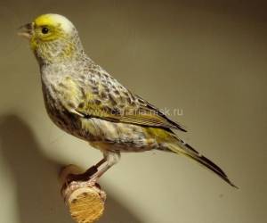 Описание и породные признаки