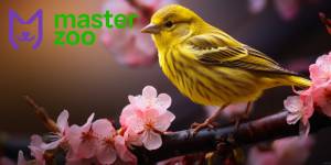 Канарейка Содержание в домашних условиях