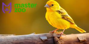 Канарейка Содержание в домашних условиях