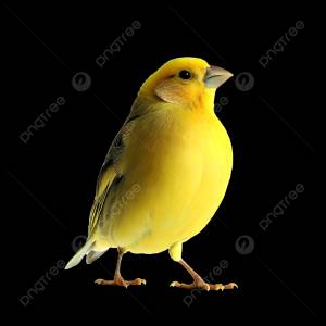 канарейка изолированный белый фон PNG , канарейка, птица, животное PNG картинки и пнг PSD рисунок для й загрузки