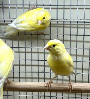 Канарейка желтая