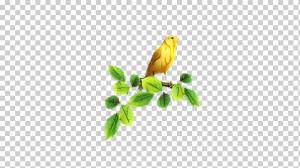 Золотой, Клюв, Зяблики, Желтый, Перо, Птица, Атлантическая Канарейка, Певчая птица png