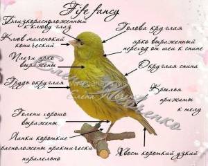 Стандарты породы