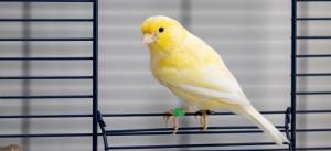 Канарейка