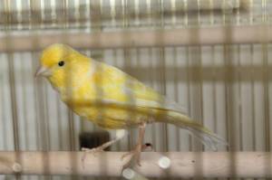 Уход и содержание канареек