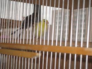 Уход и содержание канареек