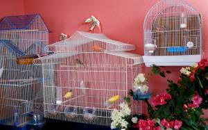 Уход и содержание канареек