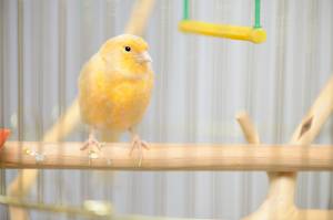 Шесть главных правил ухода за канарейками
