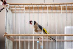 Как выбрать клетку для попугая, канарейки и другой птицы?