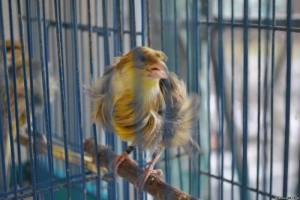 Уход и содержание канареек