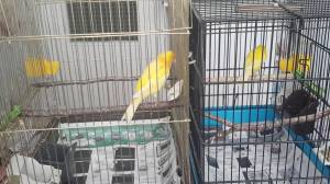 Образование пары у канареек!