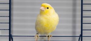 Канарейка