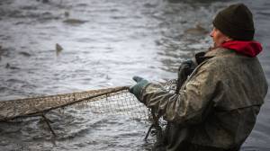 В Чехии начался сезон заготовки карпа к Рождеству