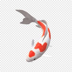 карп кои png