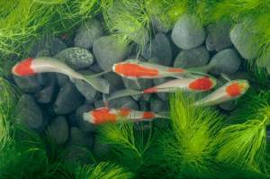 Упрямые и весёлые