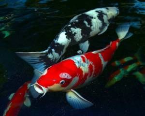 Карпы-кои разные