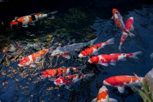 Карпы и кои