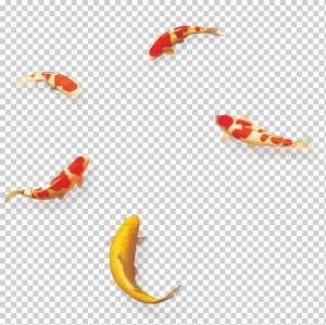 кои, карп, кои, рыба png