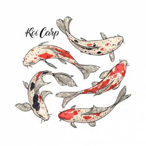 Набор карпа кои