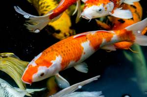 Упрямые и весёлые