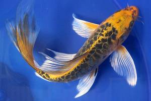 Полезная информация · Карпы кои ·