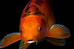 Фотографии карпов КОИ