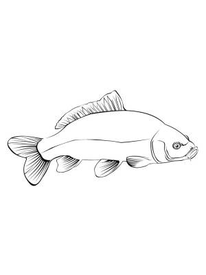 Раскраска рыба Карп