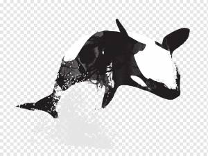 Косатка Cetacea Art Рисование, дизайн, акварель, черный, силуэт png