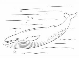 Кит раскраска