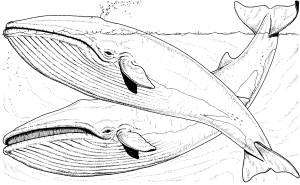 Кит раскраска