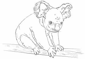 Раскраска Коала